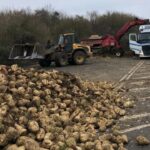 Sugar Beet Crop Dumping Disrupts Cycleway Serenity